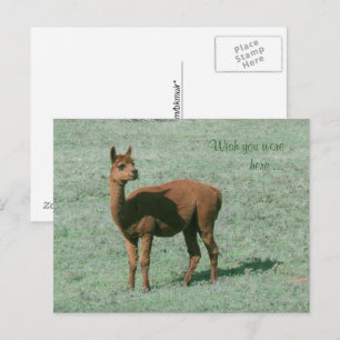 Postkarte - Alpaka - Wünschte, du wärst hier