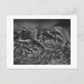 POSTKARTE amerikanischer Alligator - North