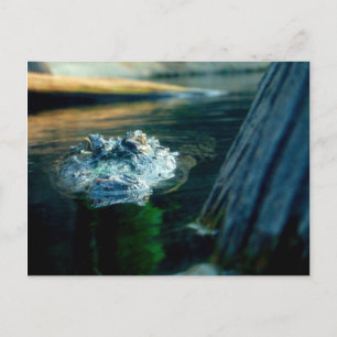 POSTKARTE amerikanischer AlligatorNorth Carolina