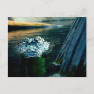 POSTKARTE amerikanischer AlligatorNorth Carolina