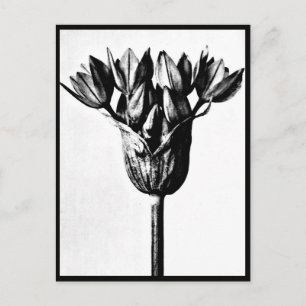 Postkarte-Antike Fotografie-Karl Blossfeldt 13 Postkarte