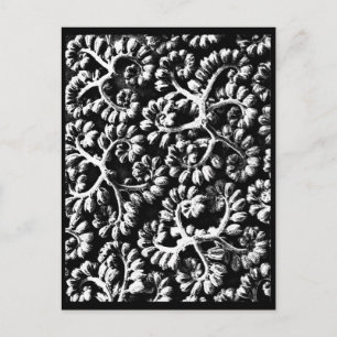 Postkarte-Antike Fotografie-Karl Blossfeldt 22 Postkarte