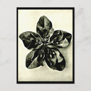 Postkarte-Antike Fotografie-Karl Blossfeldt 48 Postkarte