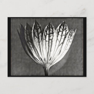 Postkarte-Antike Fotografie-Karl Blossfeldt 50 Postkarte