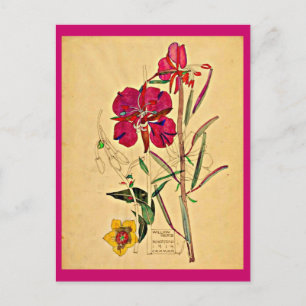 Postkarte-Antike Kunst-Charles Rennie Mackintosh 2 Postkarte