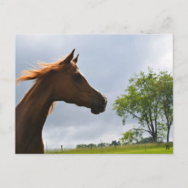 Postkarte "Arabian Breeze"