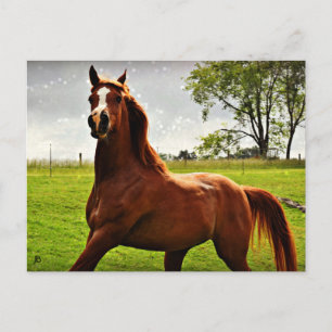 Postkarte "Arabian Dreamz"