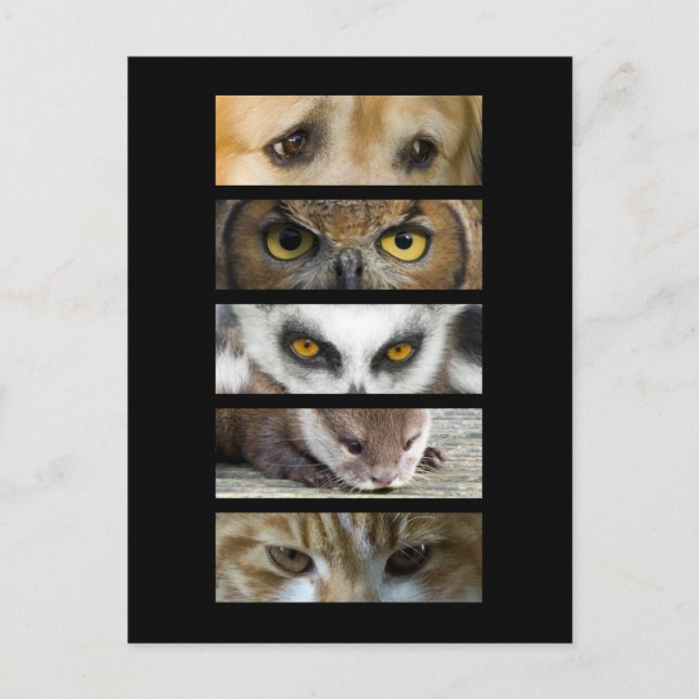 Postkarte - Augen der Tiere (Vorderseite)