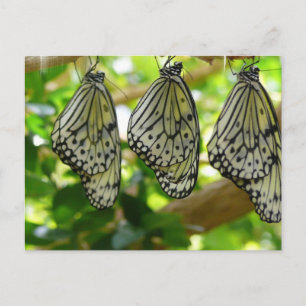 Postkarte aus Cocoons