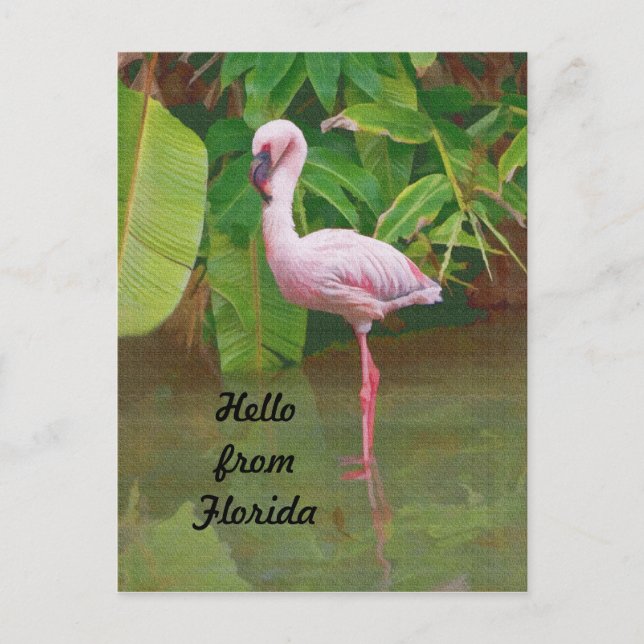 Postkarte aus Florida mit rosa Flamingo (Vorderseite)