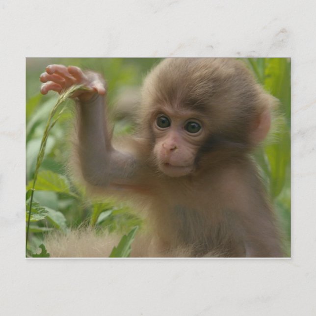 Postkarte - Baby-Schneenaffe (Vorderseite)