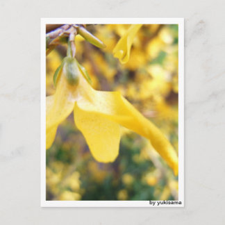 Postkarte - Belbe Blüte