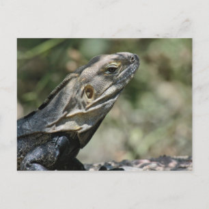 Postkarte: Big Lizard Postkarte