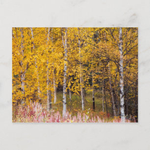 Postkarte, Birkenbäume im Herbst, Alaska Postkarte