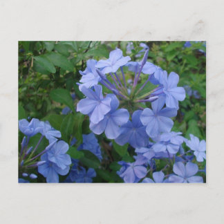 Postkarte - Blaue Blumen