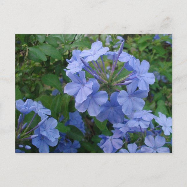 Postkarte - Blaue Blumen (Vorderseite)