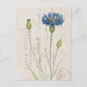 Postkarte Blaue Kornblume Französisches Floral