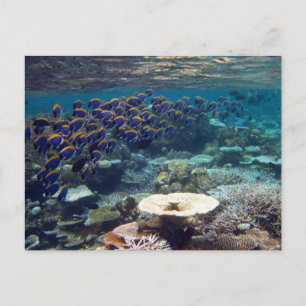Postkarte - Blauer Chirurgen