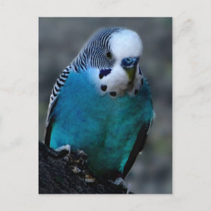 Postkarte "Blaues Parakeet"