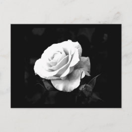 Postkarte-Blume-41 Postkarte