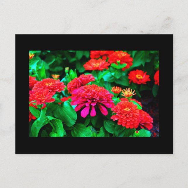 Postkarte-Blume-61 Postkarte (Vorderseite)