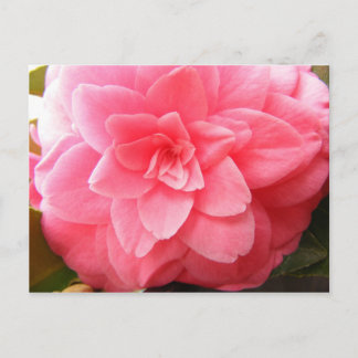 Postkarte Blume Camellia