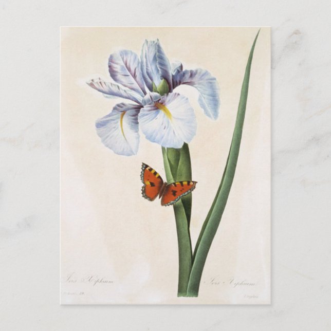 Postkarte Blumen 8 (Vorderseite)