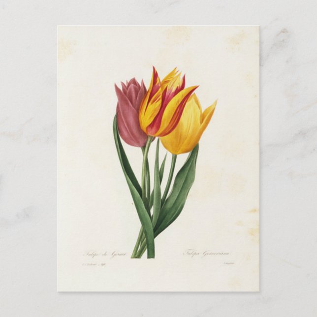 Postkarte Blumen 9 (Vorderseite)