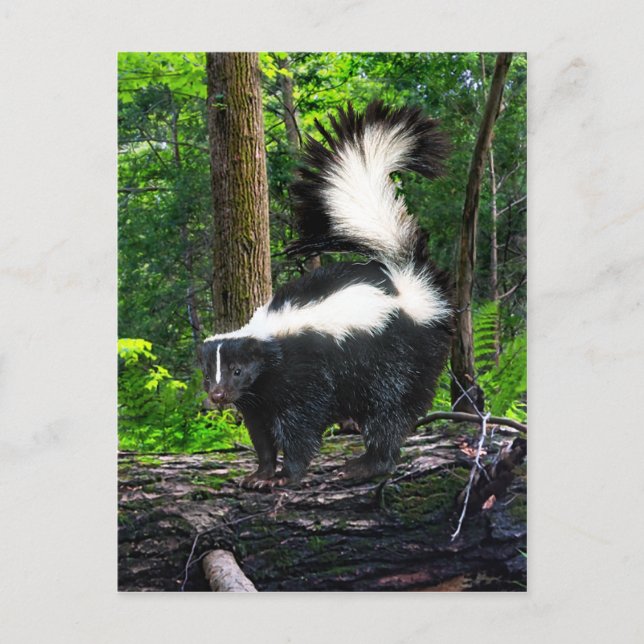 Postkarte "Bomba" (Vorderseite)