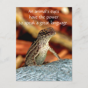 Postkarte Browns Anole (Eidechse)