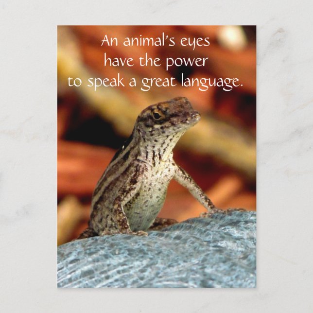 Postkarte Browns Anole (Eidechse) (Vorderseite)