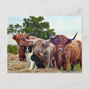 Postkarte "Buckeroo & Friends"