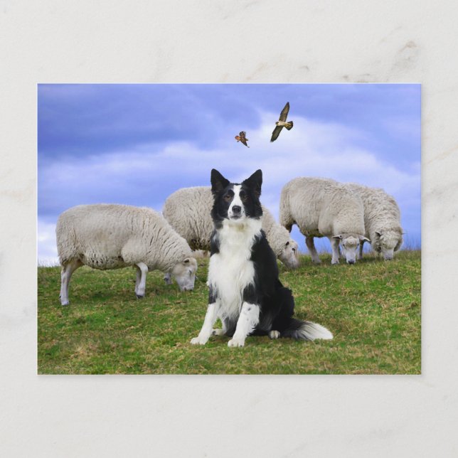 Postkarte "Buckeroo On Duty" (Vorderseite)