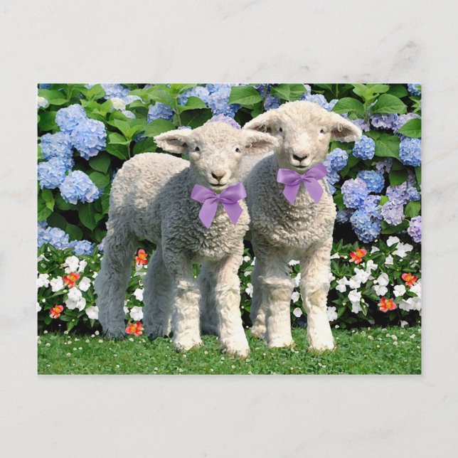 Postkarte "Bucky & Mick" (Vorderseite)