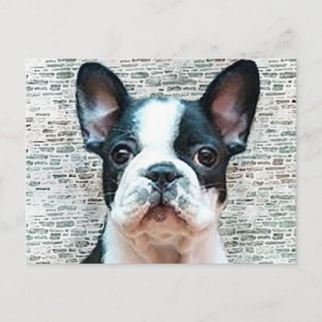 Postkarte "Bulldog" (Vorderseite)
