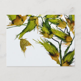 Postkarte "Butterfly on Milkweed"