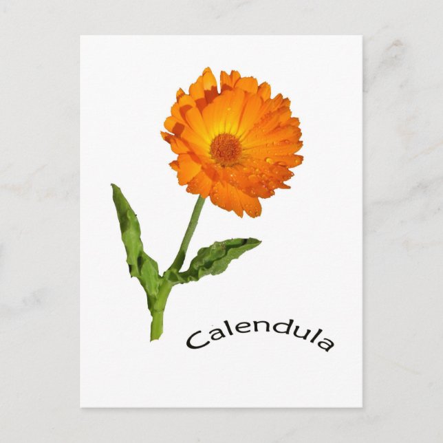 Postkarte - Calendula (Vorderseite)