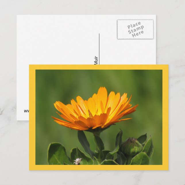 Postkarte - Calendula Bloom (Vorne/Hinten)