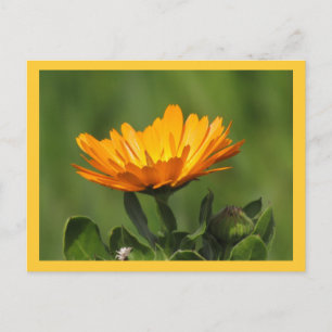 Postkarte - Calendula Bloom