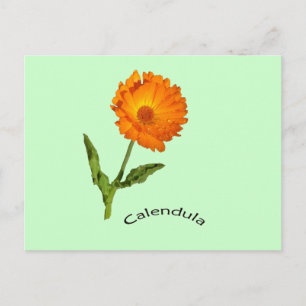 Postkarte - Calendula mit Etikett