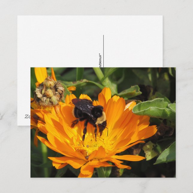 Postkarte - Calendula und Biene (Vorne/Hinten)