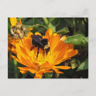 Postkarte - Calendula und Biene