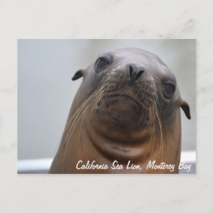 Postkarte California Sea Lion
