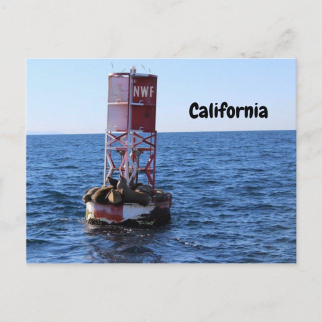 Postkarte California Sea Lion (Vorderseite)