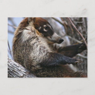 Postkarte: Coatimundi #3 Postkarte