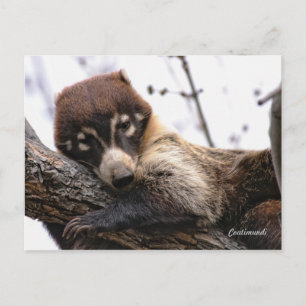 Postkarte: Coatimundi #4 Postkarte
