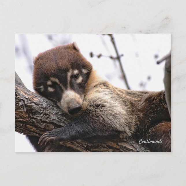 Postkarte: Coatimundi #4 Postkarte (Vorderseite)