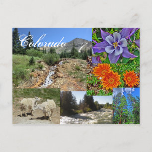 Postkarte Colorado wild lebende Tiere
