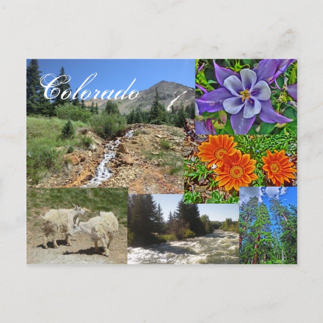 Postkarte Colorado wild lebende Tiere (Vorderseite)