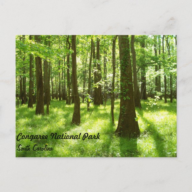 Postkarte - Congaree Nationalpark (Vorderseite)